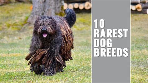 20 Rare Dog Breeds You Never Knew Existed .